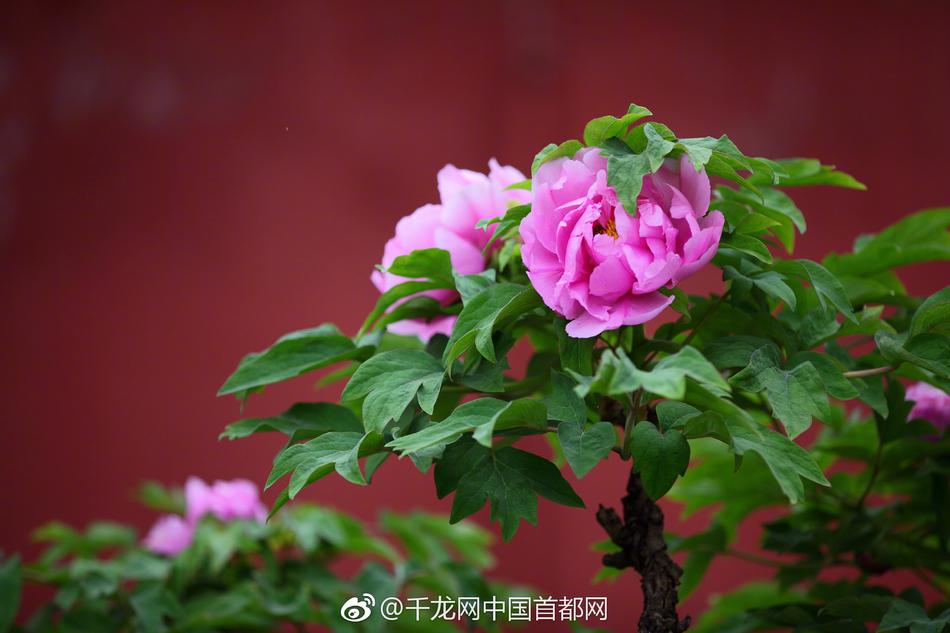 2023奥门正版生肖图v5.6.5 - 生肖图软件下载 示例图 - 说明文字