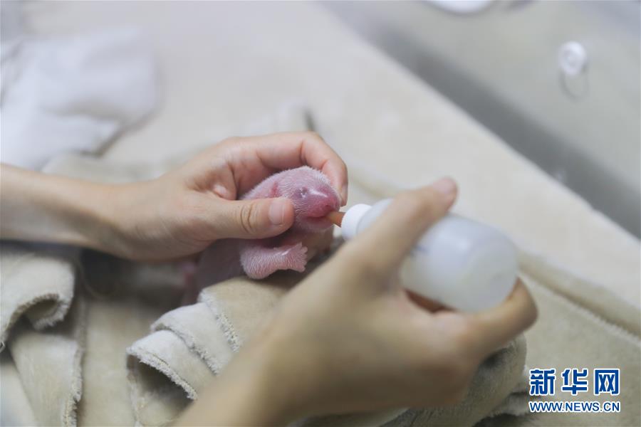 2023奥门正版生肖图v5.6.5 - 生肖图软件下载 示例图 - 说明文字