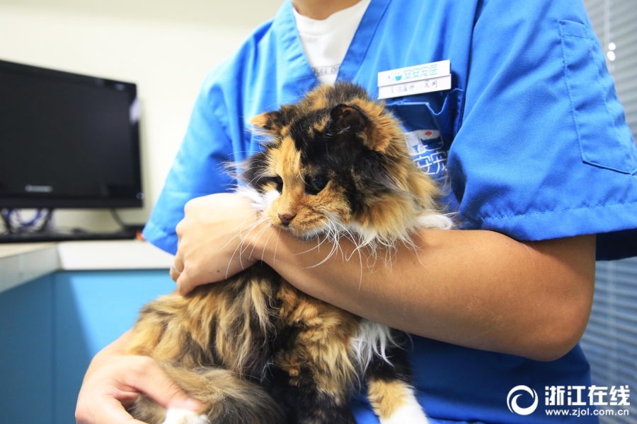 保罗芭芭拉1980年合作-斯顿手颠覆传统流行文化 示例图 - 说明文字