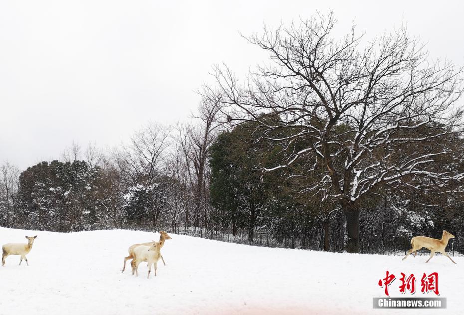 [ssis-899]山手梨惊艳演绎 仰天长啸美若天仙! 示例图 - 说明文字