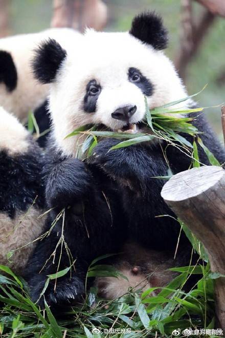 26uuu偷拍亚洲欧洲综合精彩镜头 示例图 - 说明文字