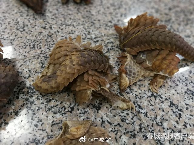 2024达盖亚旗帜回家的路_达盖亚旗帜暂停剧组 示例图 - 说明文字