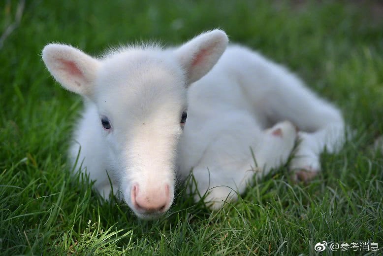 skixixwaswaskino热潮揭秘 示例图 - 说明文字