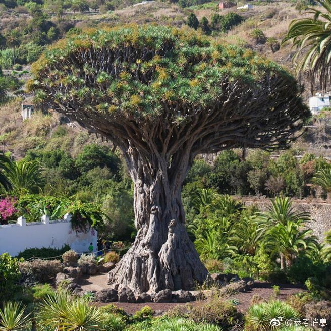 20cm长的棉签在晚上有什么用处 示例图 - 说明文字