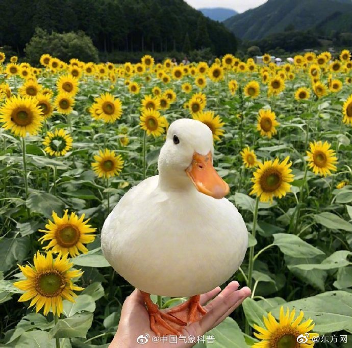 2024一元手游折扣专区，好玩小众游戏排行 示例图 - 说明文字