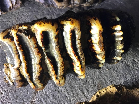 庙里的和尚猛免费在线阅读_四缺一_全集最新收录 示例图 - 说明文字