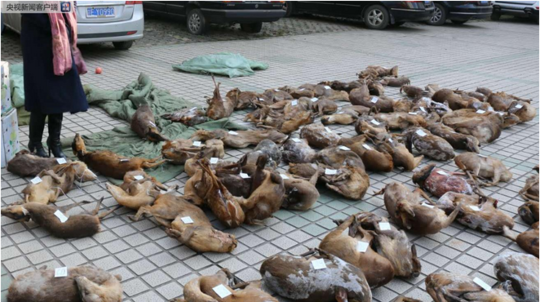 小舞奇遇记下拉漫画txt全集电子书免费下载奇猫趣事网 示例图 - 说明文字