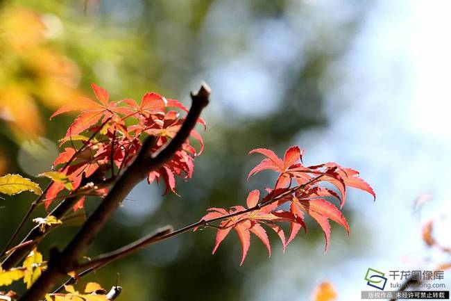 尝心蜜迈开腿尝尝你的草莓 示例图 - 说明文字