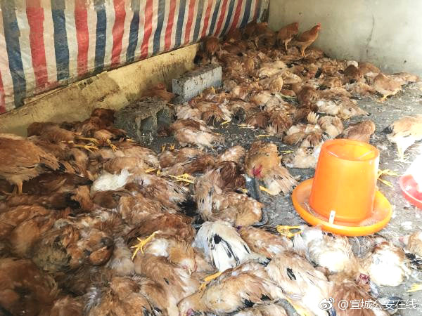 义妹生活免费在线观看-完整版-fhd日漫-新尚影院 示例图 - 说明文字