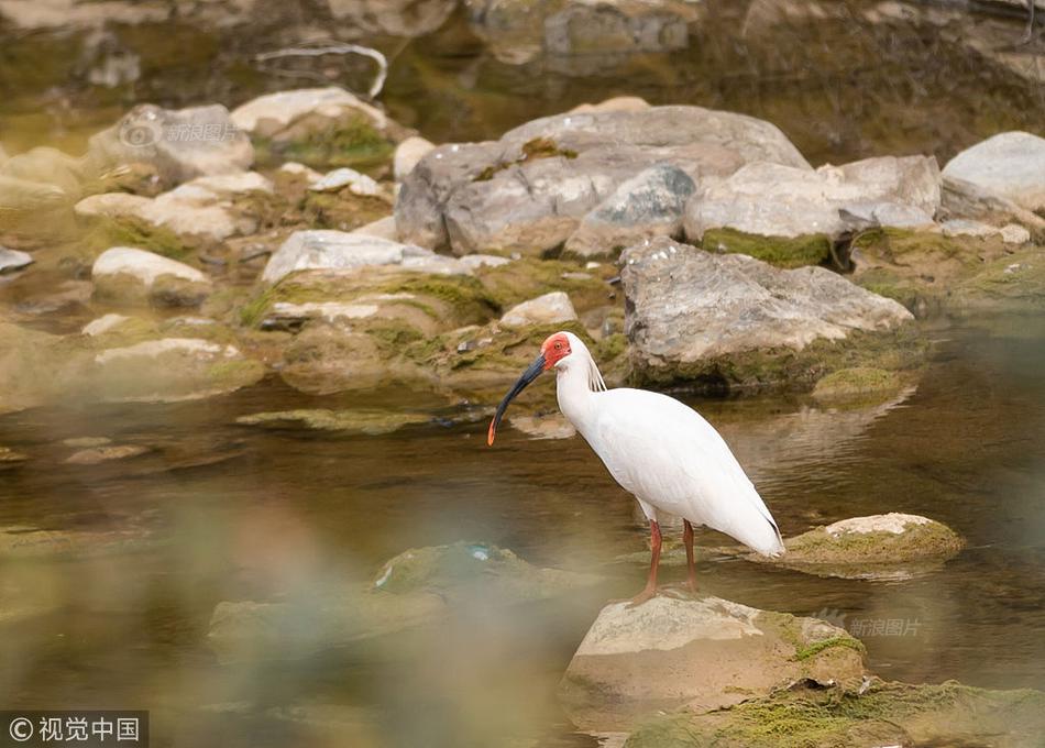 2023奥门正版生肖图v5.6.5 - 生肖图软件下载 示例图 - 说明文字