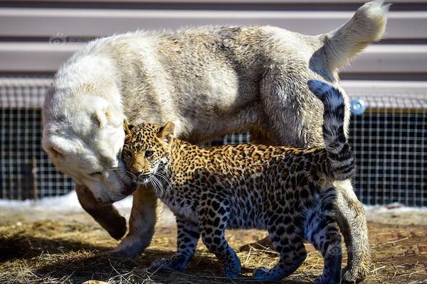 26uuu偷拍亚洲欧洲综合精彩镜头 示例图 - 说明文字