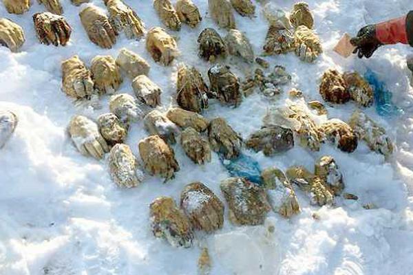 《百千家的妖怪王子》全集动漫-樱花动漫 示例图 - 说明文字