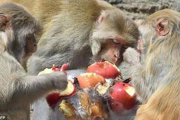 军情五处第四季全集免费在线观看-英国欧 示例图 - 说明文字