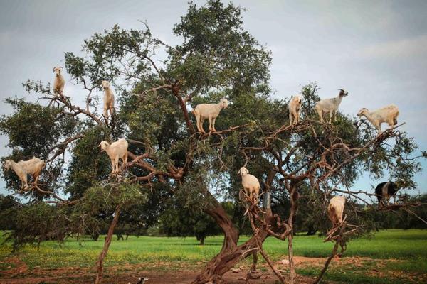 《百千家的妖怪王子》全集动漫-樱花动漫 示例图 - 说明文字