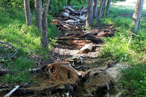 zoomservo兽-科技幻想未来生物 示例图 - 说明文字