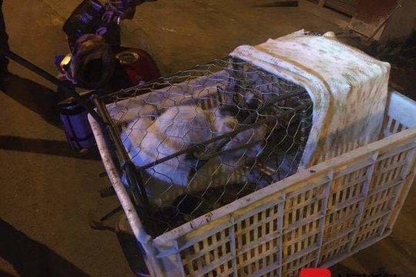 20cm长的棉签在晚上有什么用处 示例图 - 说明文字