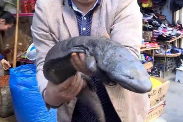 2023奥门正版生肖图v5.6.5 - 生肖图软件下载 示例图 - 说明文字