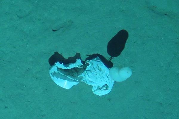 20cm长的棉签在晚上有什么用处 示例图 - 说明文字