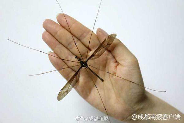 2023奥门正版生肖图v5.6.5 - 生肖图软件下载 示例图 - 说明文字