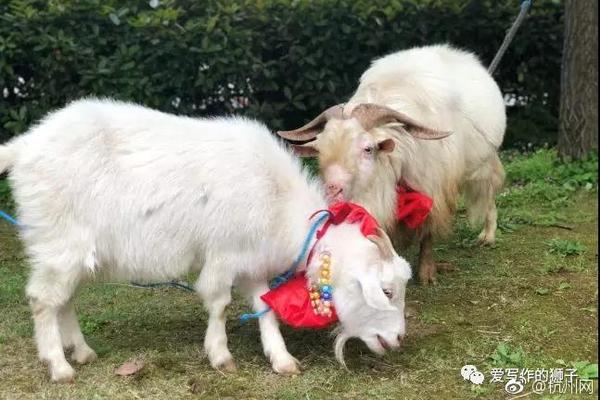 双女车车高清资源在线观看视 示例图 - 说明文字