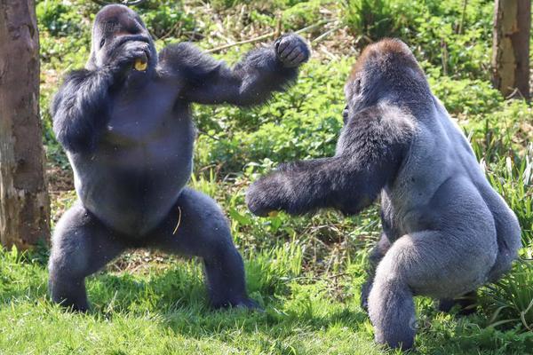 悍城演员表-历史剧完整版免费观看 示例图 - 说明文字