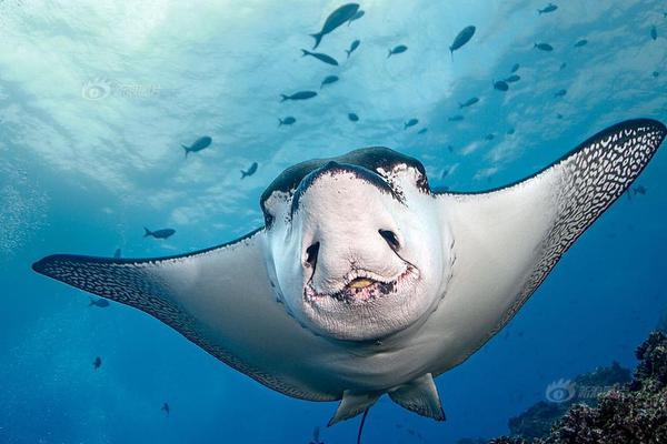 在我眉心中藏着一个独特的世界 示例图 - 说明文字