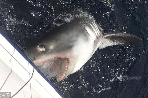 国产av电影精品区一二三区日韩av免费收看 示例图 - 说明文字