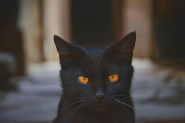 skixixwaswaskino热潮揭秘 示例图 - 说明文字