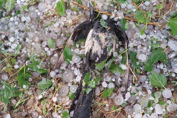 呕吐=美团姑娘怎么约，美团骑手如何进行预约(2024-12-07 21-0) 示例图 - 说明文字