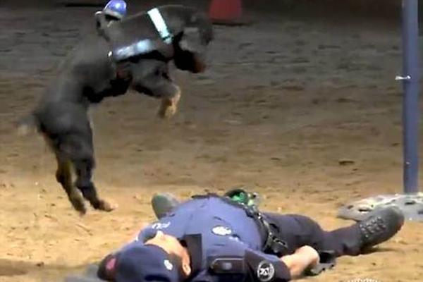 军情五处第四季全集免费在线观看-英国欧 示例图 - 说明文字