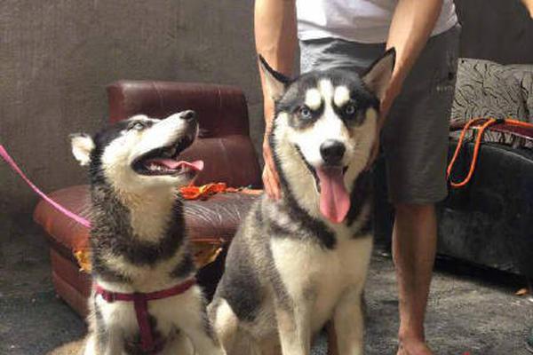 2023奥门正版生肖图v5.6.5 - 生肖图软件下载 示例图 - 说明文字