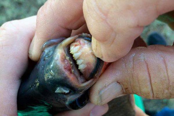 国产av电影精品区一二三区日韩av免费收看 示例图 - 说明文字