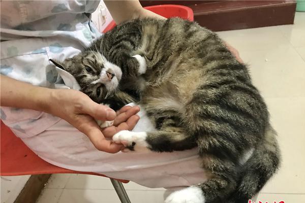 2024达盖亚旗帜回家的路_达盖亚旗帜暂停剧组 示例图 - 说明文字