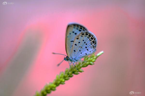 和尚庙里猛如虎免费在线阅读_四缺一_全集最新 示例图 - 说明文字