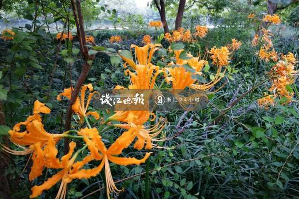 →→fulao2邮箱专业站长版v3314.6314.58585a_ 示例图 - 说明文字