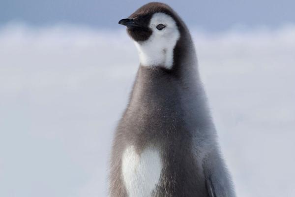 军情五处第四季全集免费在线观看-英国欧 示例图 - 说明文字