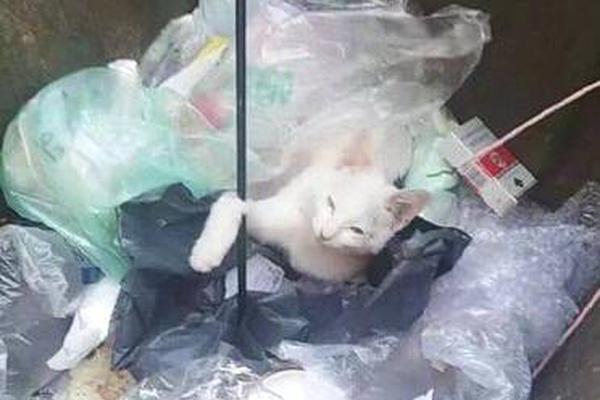 018期澳门彩报-3d图库 示例图 - 说明文字