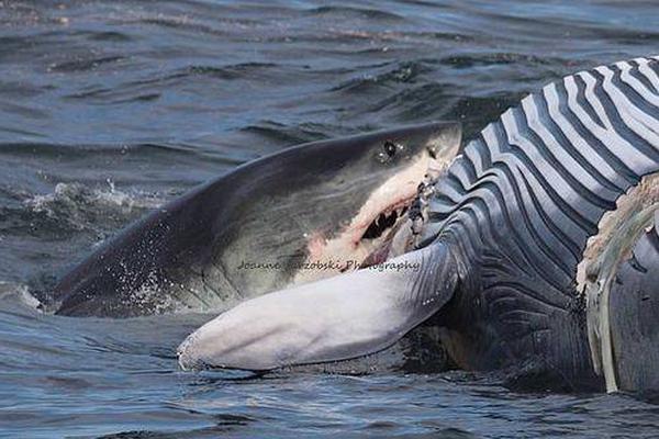 免费观看军情五处第四季电视剧完整版-英国欧 示例图 - 说明文字