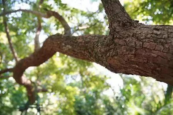 军情五处第四季全集免费在线观看-英国欧 示例图 - 说明文字