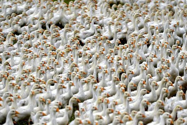 [ssis-899]山手梨惊艳演绎 仰天长啸美若天仙! 示例图 - 说明文字