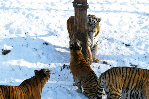 女警花闺房处女学习新技能准备晋升 示例图 - 说明文字