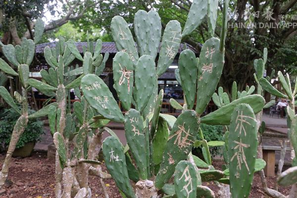 cf电竞新星云悠悠人物介绍游戏攻略 示例图 - 说明文字