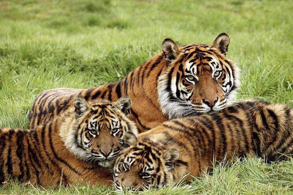 018期澳门彩报-3d图库 示例图 - 说明文字