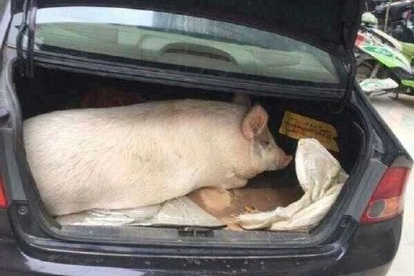 19岁韩国电影tc中字在线观看- 中航影视 示例图 - 说明文字