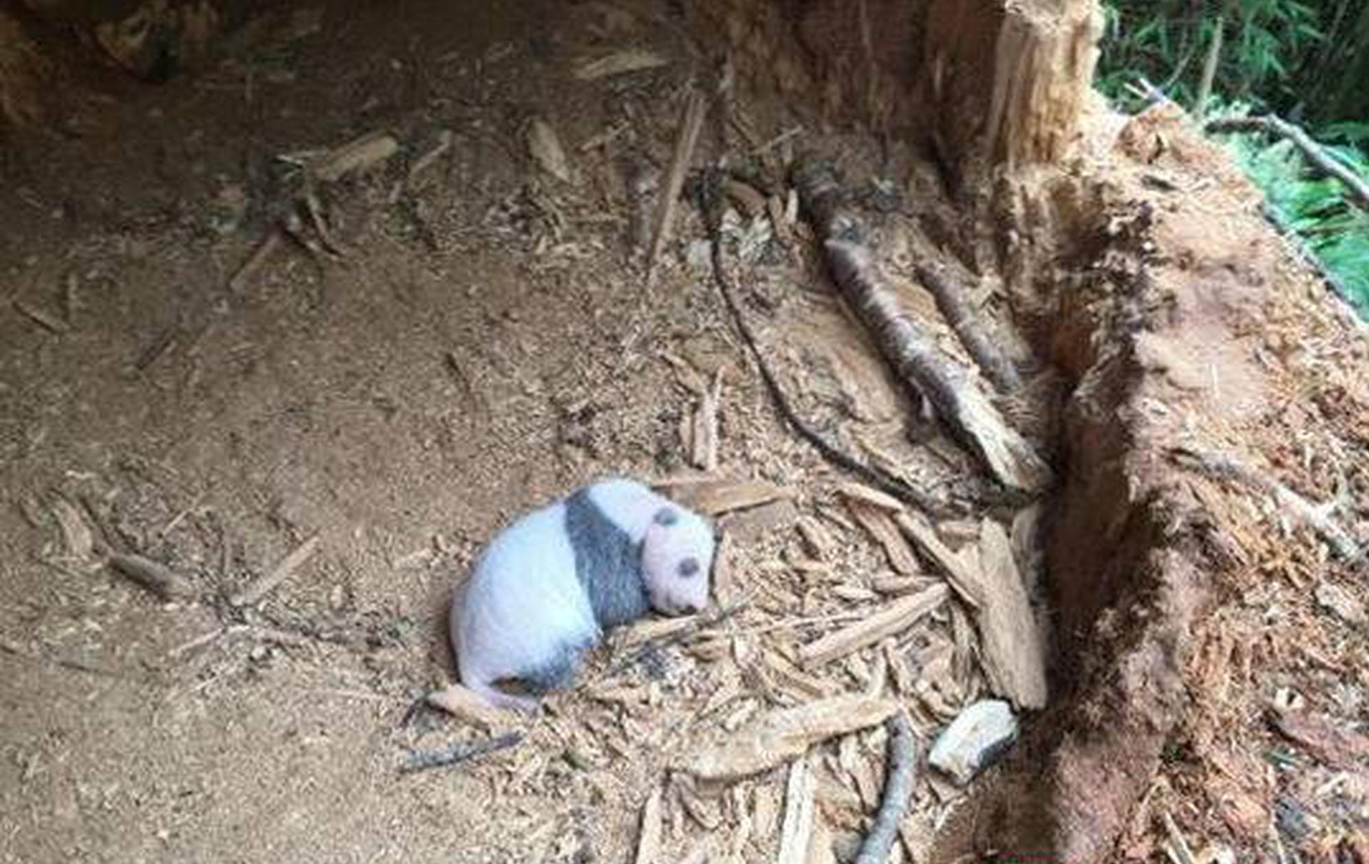 小舞奇遇记下拉漫画txt全集电子书免费下载奇猫趣事网 示例图 - 说明文字