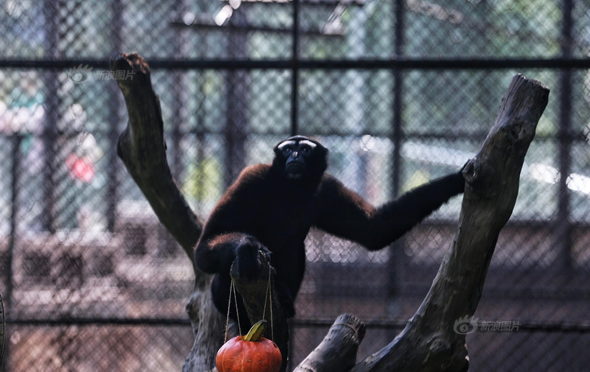 女警花闺房处女学习新技能准备晋升 示例图 - 说明文字