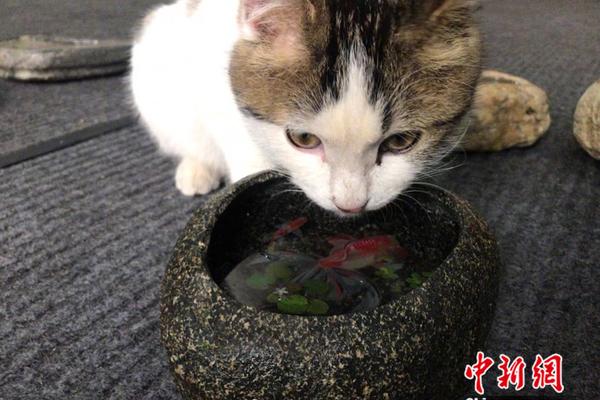 sone-359车牌号鹫尾芽衣升级k罩 示例图 - 说明文字