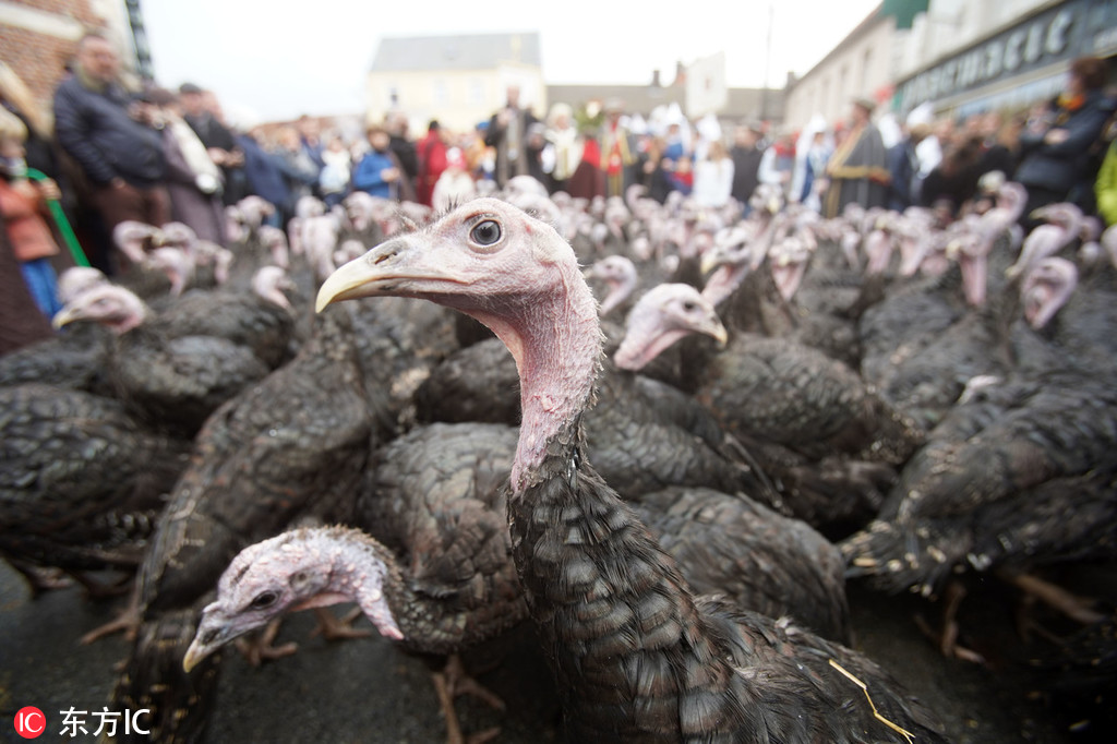 2023奥门正版生肖图v5.6.5 - 生肖图软件下载 示例图 - 说明文字