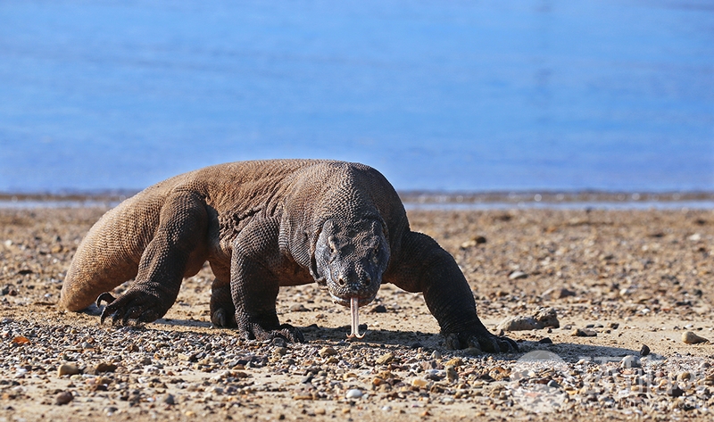 zoomservo兽-科技幻想未来生物 示例图 - 说明文字