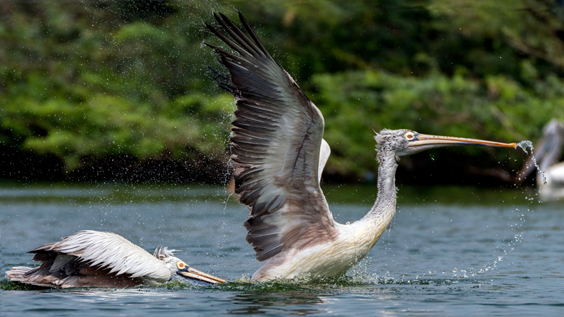 和尚庙里猛如虎免费在线阅读_四缺一_全集最新 示例图 - 说明文字